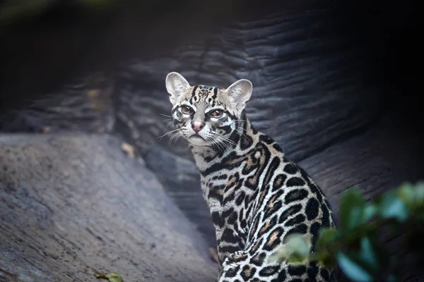 Margay 的肖像 Leopardus Wiedii 夜间野生猫原产于中南美和南美直接盯着相机 野生猫与毛皮标记的花环 哥斯达黎加 — 图库照片