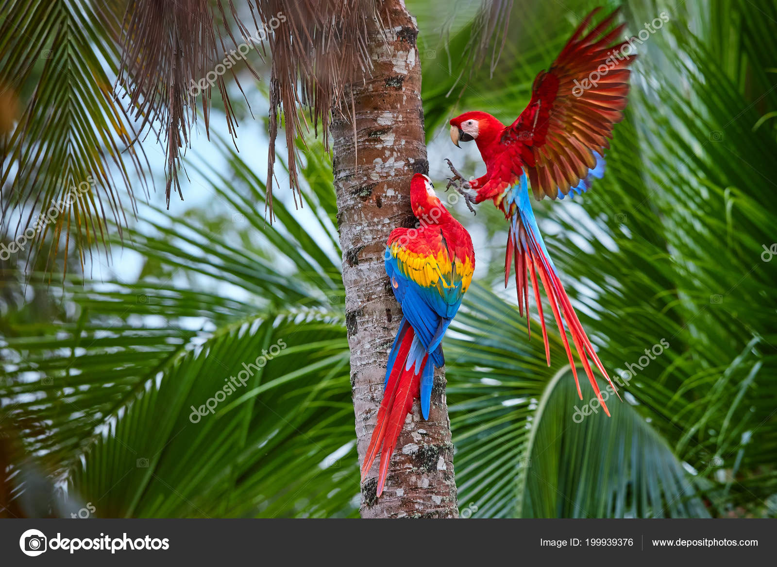 Two Ara Macao Scarlet Macaw Pair Big Red Colored Amazonian Stock Photo Image By C Mecan
