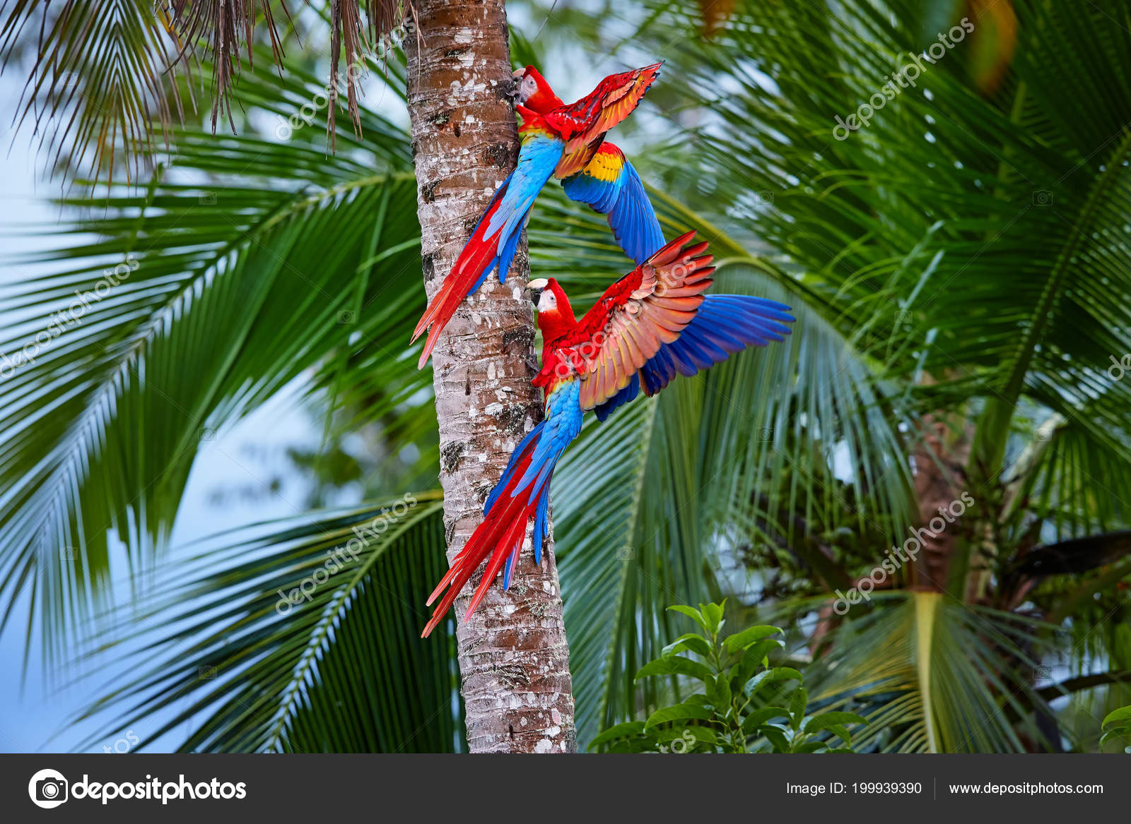 Two Ara Macao Scarlet Macaw Pair Big Red Colored Amazonian Stock Photo Image By C Mecan