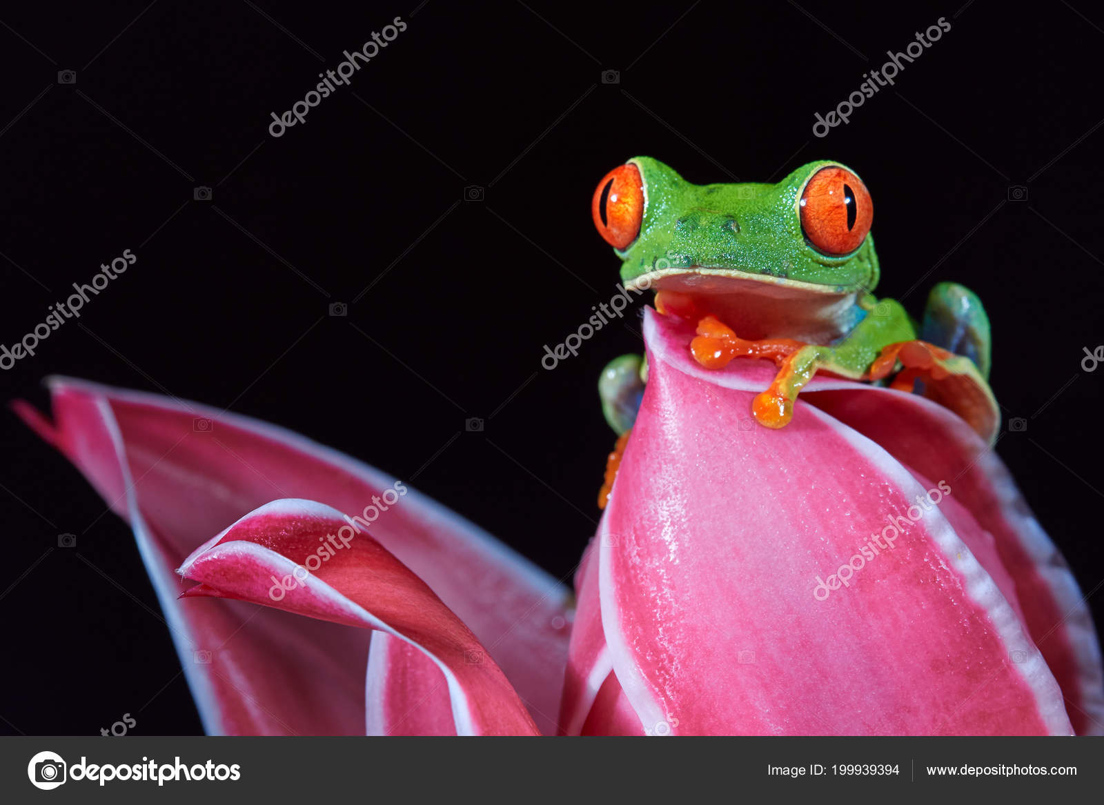 アカメアマガエル写真素材 ロイヤリティフリーアカメアマガエル画像 Depositphotos アカメアマガエル写真素材 ロイヤリティフリーアカメアマガエル画像 Depositphotos