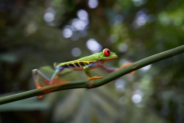 Amfibi callidryas, tropikal bıkkın ağaç kurbağası, toksik olmayan, renkli ağaç kurbağa kırmızı gözleri ve ayak parmakları, uzak rainforest karşı çapraz dal üzerinde yürüme ile. Hareket blurr tekniği. Kosta Rika