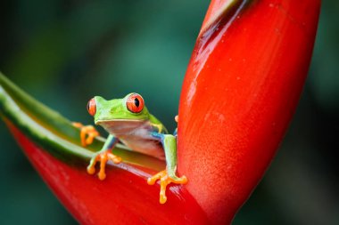 Amfibi callidryas, tropikal bıkkın ağaç kurbağası, toksik olmayan, renkli ağaç kurbağa kırmızı gözleri ve ayak parmakları, canlı yeşil gövde ve mavi feets, kırmızı heliconia çiçek bakıyordu. Yağmur ormanları yaban hayatı.