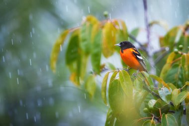 Baltimore sarıasma, sarilik galbula, parlak turuncu, Kuzey Amerika göçmen kuş Kosta Rika yağmur ormanlarında da kışı geçirirler. Siyah başlı, tropikal yağmur yaprak arasında turuncu sarıasma yağmur damlaları ile kaplı..