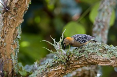 Hoffmann'ın ağaçkakan, Melanerpes hoffmannii, tropikal ağaçkakan çubuklu sırt ve kanat, böcekler arasında epiphytes güzel arka plan bulanık karşı tropikal, eski ağaç gövdesi üzerinde arıyorsunuz. Kosta Rika