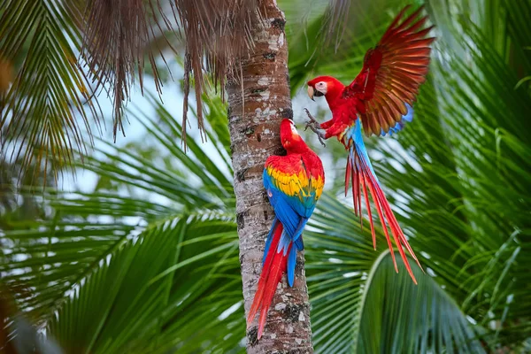 Två Ara Macao Scarlet Macaw Par Stora Röda Färgade Amazonas — Stockfoto