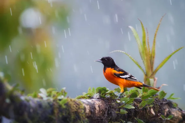 Baltimore oriole, Icterus galbula, bright orange, north american migratory bird wintering in Costa Rican rainforest. Black headed Oriole on mossy twig in heavy rain,  covered by rain drops.