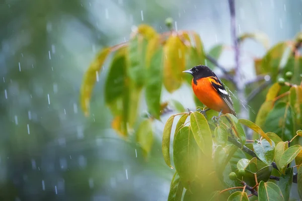 Baltimore Pirol Icterus Galbula Leuchtend Orangefarbener Nordamerikanischer Zugvogel Der Regenwald — Stockfoto