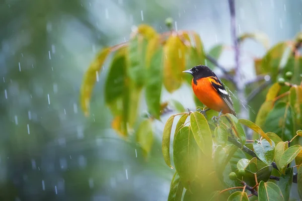 Baltimore Oriole Icterus Galbula Laranja Brilhante Pássaro Migratório Norte Americano — Fotografia de Stock