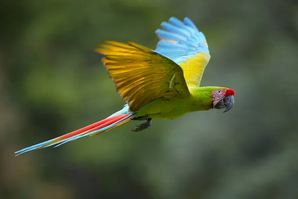 Papagaio Ameaçado Arara Verde Ara Ambiguus Também Conhecida Como Arara — Fotografia de Stock