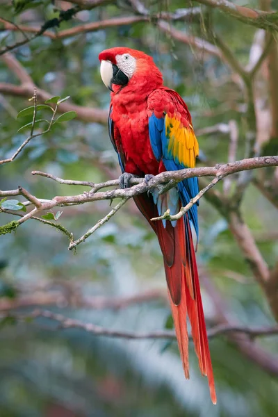 Loro Rojo Azul Ara Macao Guacamayo Escarlata Entorno Natural Bosque —  Fotos de Stock