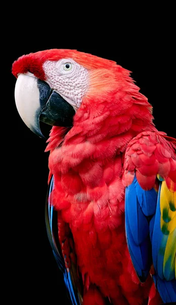 Portrait of red parrot, Ara macao, Scarlet Macaw, isolated on black background. Wild animal, Costa Rica, Central America.