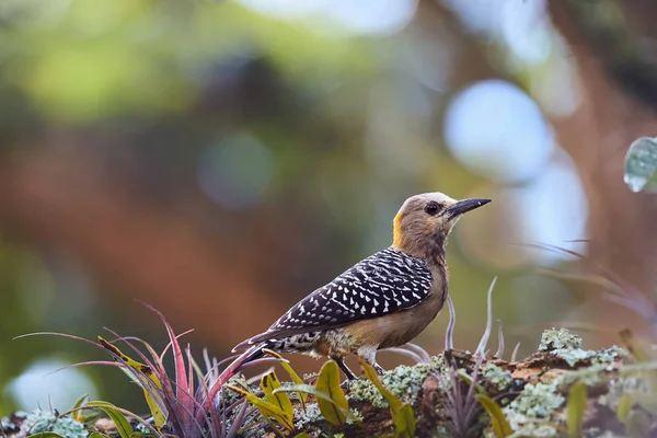 Picchio Hoffmann Melanerpes Hoffmannii Picchio Tropicale Con Dorso Ali Sbarrate — Foto Stock