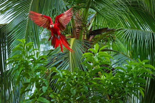 Ara macao, Scarlet Macaw, big, red colored, amazonian parrots near nesting hole on palm tree, flying with outstretched wings directly at camera, long red tail against wet forest. Manu National Park, Peru, Amazon basin. — Stock Image Ara Macao Scarlet Macaw Big Red Colored Amazonian Parrots Nesting Royalty Free Stock Photos