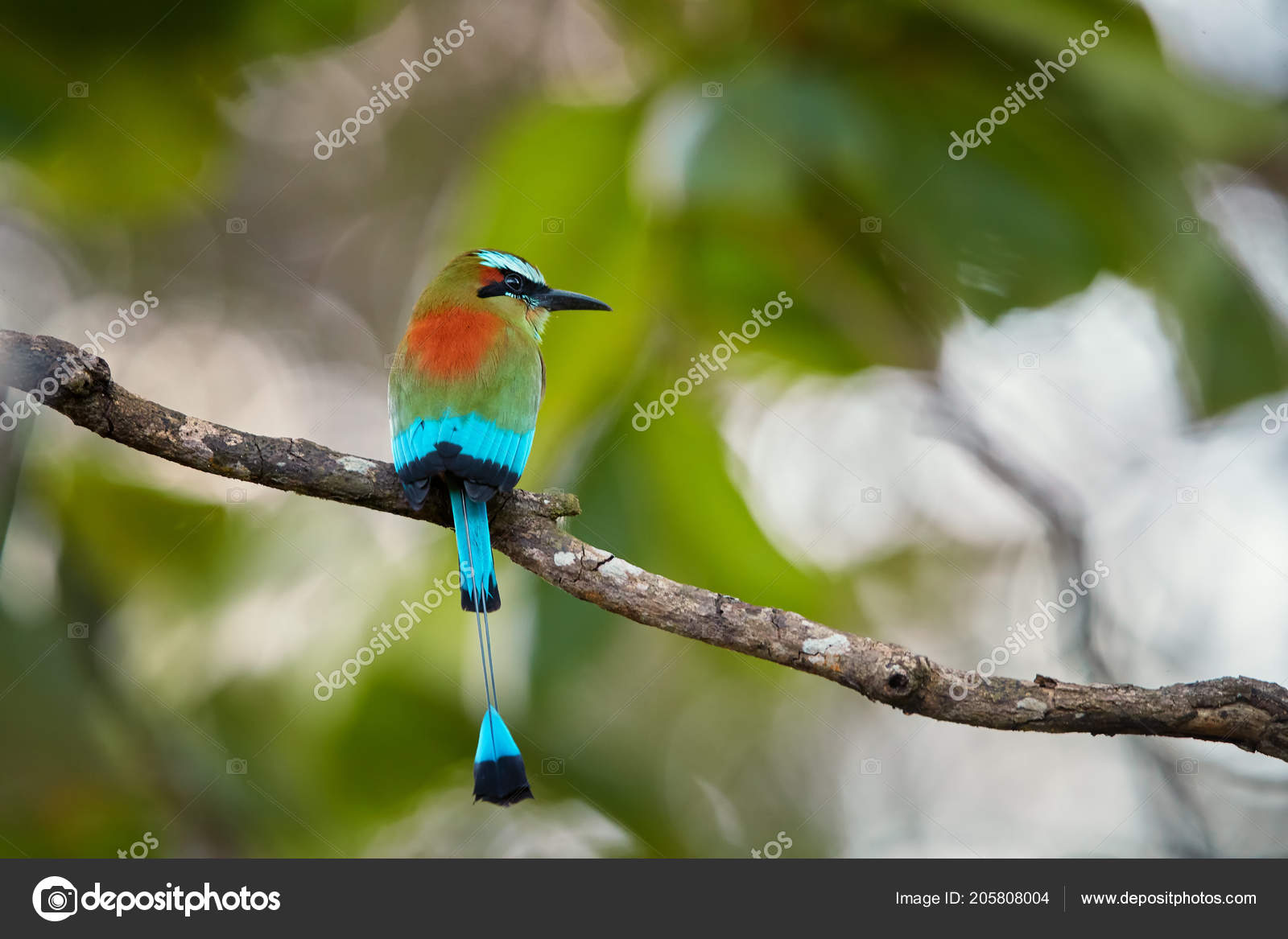 weight loss exercise machine at home