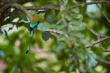 İzole turkuaz kaşlı motmot, Eumomota superciliosa, Orta Amerika, El Salvador ve Nikaragua Ulusal kuş yerli racketed kuyruklu tropik kuş. Kosta Rika yaban hayatı fotoğraf.