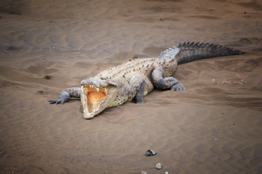 American Crocodile, Crocodylus acutus wit fully open mouth, showing teeths, relaxing on the sandy beach of Rio Tarcoles river. Crocodile in its natural environment. Tarcoles river, Costa Rica. clipart