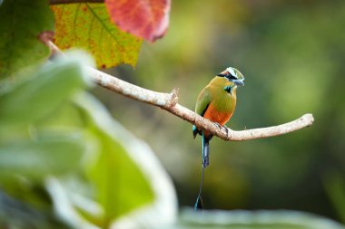Isolated Turquoise-browed motmot, Eumomota superciliosa, tropical bird with racketed tail native to central America, national bird of El Salvador and Nicaragua. Costa Rica wildlife photography. clipart