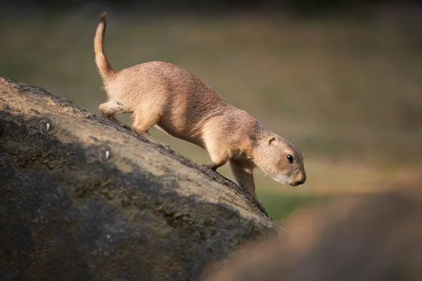 Svart Svans Beröm Hund Cynomys Ludovicianus Gnagare Väktare Koloni Klippa — Stockfoto