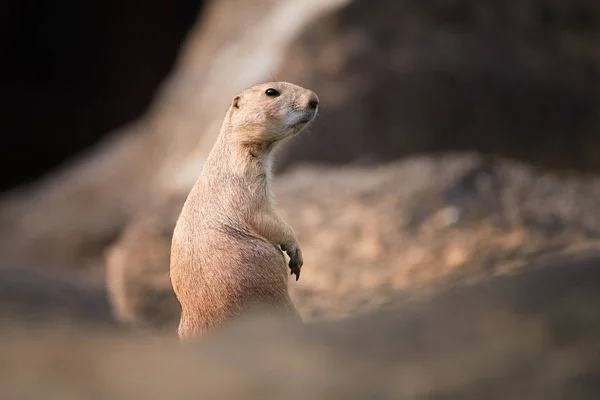 Chien Prairie Cynomys Ludovicianus Rongeur Gardien Une Colonie Sur Rocher — Photo