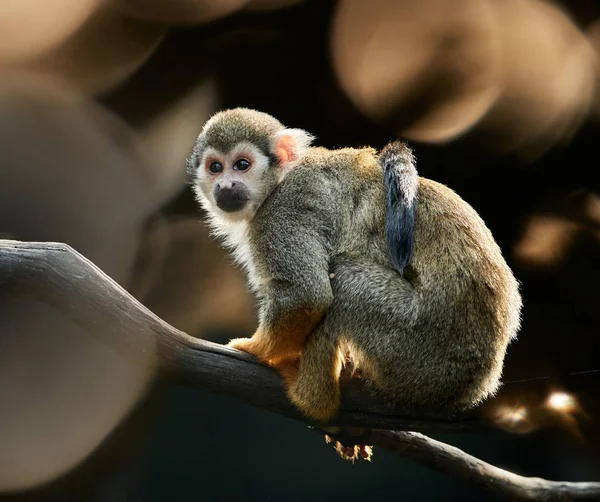 Mono Ardilla Común Saimiri Sciureus Mono Cuenca Del Amazonas Contra — Foto de Stock