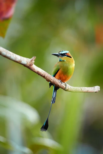 Vertical photo of Turquoise-browed motmot, Eumomota superciliosa, tropical bird with racketed tail perched on twig against blurred rainforest. National bird of El Salvador and Nicaragua. Costa Rica.