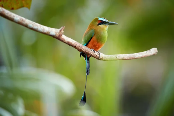 Białym Tle Turquoise Browed Motmot Eumomota Superciliosa Tropikalnych Ptaków Racketed — Zdjęcie stockowe