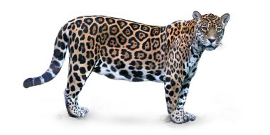Beyaz arka planda, Jaguar, doğrudan kameraya bakan Panthera onca, Güney Amerika'daki en büyük kedi üzerinde yan görünüm izole.
