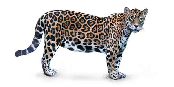Beyaz arka planda, Jaguar, doğrudan kameraya bakan Panthera onca, Güney Amerika'daki en büyük kedi üzerinde yan görünüm izole.