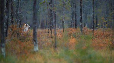 Kırmızı sonbahar otların arasında duran tek başına boz ayı yavrusu, Ursus arctos, neredeyse beyaz renkli, sonbahar Tayga ormanı ortamda dikkatle izler. Tayga yatay, boz ayı, Rusya Federasyonu.
