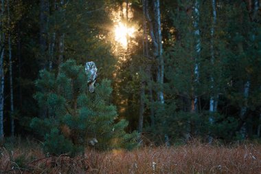 Boreal baykuş, Aegolius funereus, Tengmalm'ın baykuş, küçük çam, bir ortamda renkli erken sonbahar Tayga yükselen güneş ışınlarına karşı oturup olarak bilinen küçük, gece baykuş. Europe.