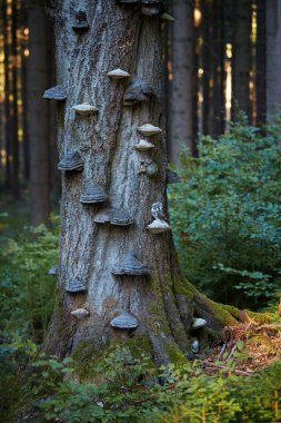 The boreal owl, Aegolius funereus, small, nocturnal owl, sitting next to nesting hole on polypore fungus on the old beech tree in the mountains forest. Protected owl in  early morning forest. Europe. clipart