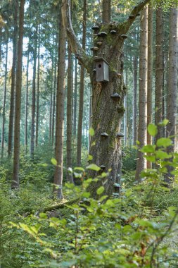 Dağlar ormandaki yaşlı kayın ağacı Boreal baykuş, Aegolius funereus tarafından kullanılan iç içe geçmiş kutusu ile ölümü funguses kaplı. Avrupa, Çek highlands, eski kayın ormanı. Baykuş sit alanı.