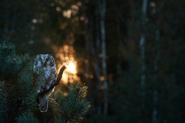 Boreal baykuş, Aegolius funereus, küçük, backlighted baykuş, Tengmalm'ın baykuş, bir çam sonbahar Tayga ortamında yükselen güneş ışınlarına karşı oturup olarak bilinen portresi. Sabah erken, Europe.