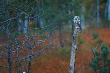 Boreal baykuş, Aegolius funereus, Tengmalm'ın baykuş, küçük çam, bir ortamda renkli erken sonbahar Tayga yükselen güneş ışınlarına karşı oturup olarak bilinen küçük, gece baykuş. Europe.