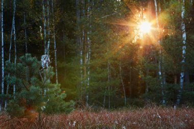 Boreal baykuş, Aegolius funereus, Tengmalm'ın baykuş, küçük çam, bir ortamda renkli erken sonbahar Tayga yükselen güneş ışınlarına karşı oturup olarak bilinen küçük, gece baykuş. Europe.