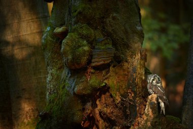 Boreal baykuş, Aegolius funereus, küçük, gece baykuş, Tengmalm'ın baykuş, eski kayın ağacı dağlar çek orman highland içinde oturan olarak bilinen kapatın. Utangaç baykuş ormanın içinde. Europe.