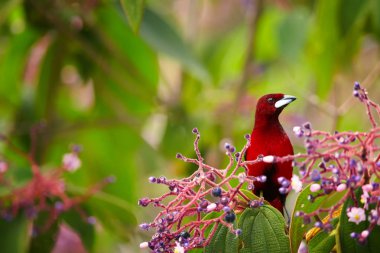 Kanlı-kırmızı renkli songbird, gümüş burunlu Tanager, Ramphocelus carbo, Güney Amerika tanager, yağmur ormanlarında mor çilek beslenirler. Montezuma alan, Tatama Milli Parkı, Kolombiya.