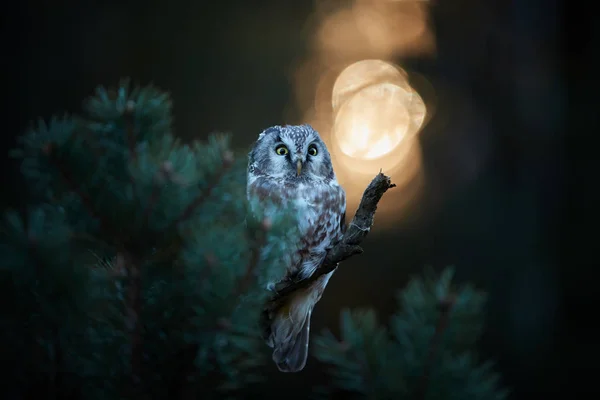 Portret Aegolius Funereus Włochatka Zwyczajna Sowa Małe Podświetlane Znany Jako — Zdjęcie stockowe