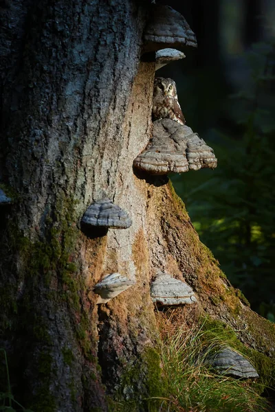 Close Boreal Owl Aegolius Funereus Small Nocturnal Owl Sitting Next — Stock Photo, Image