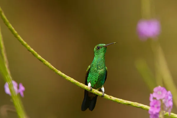 Karibik Leuchtend Grüner Kolibri Kupferfarbener Kolibri Amazilia Tabaci Sitzend Auf — Stockfoto