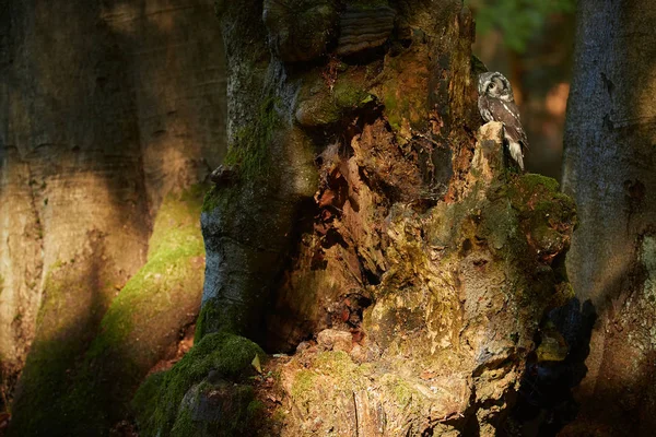 Close Boreal Owl Aegolius Funereus Small Nocturnal Owl Known Tengmalm — Stock Photo, Image