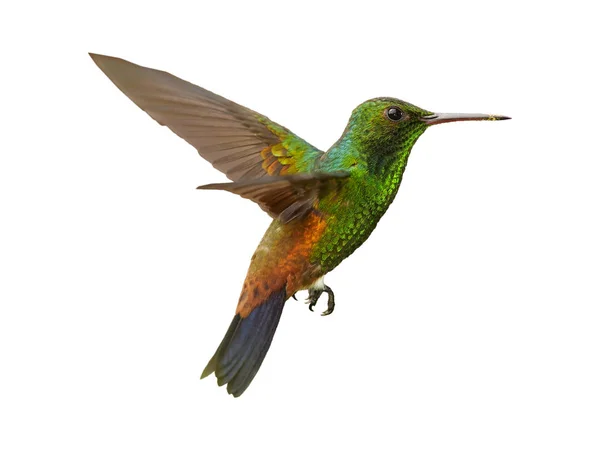 Izolované Bílém Pozadí Zářící Zelená Karibské Hummingbird Měděné Barevné Křídla — Stock fotografie
