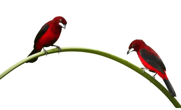 Δύο Πουλιά Που Κάθονται Στο Κλαδί Των Φυτών — Φωτογραφία Αρχείου