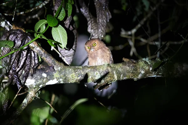 Редкая Сова Santa Marta Screech Owl Megascops Gilesi Сидела Ветке — стоковое фото