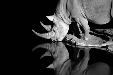 Portrait, black and white photo of black rhinoceros, Diceros bicornis, drinking from the waterhole in night. Rhino is reflected in the water, isolated on black. Endangered animal, Etosha, Namibia.