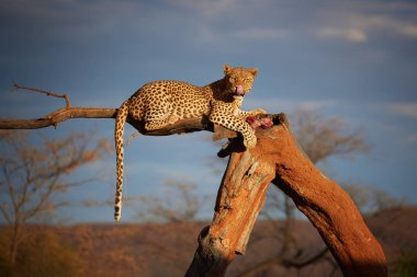 Afrika kanlı et, yemek leopar, güzel ışık, kadın yalan ağaçta, Panthera pardus kamera karanlık gökyüzü karşı doğrudan bakıyor. Hayvan eylem sahne. Yaban hayatı fotoğraf Namibya.