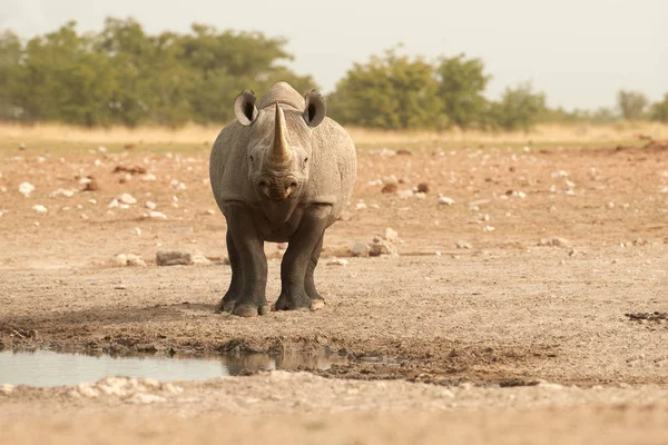 Wild Black Rhinoceros Diceros Bicornis Front View Dangerous Animal Staring — Stock Photo, Image