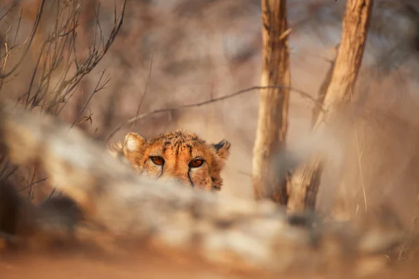 Occhi Ghepardo Selvatico Acinonyx Jubatus Nascosto Dietro Ramo Fissando Direttamente — Foto Stock