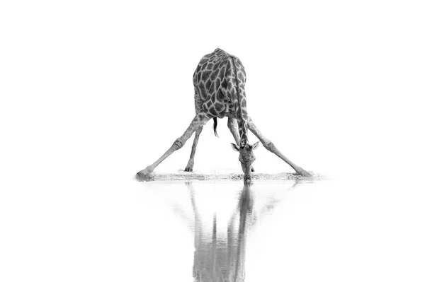 Artistic Black White Photo Wild South African Giraffe Giraffa Giraffa — Stock Photo, Image