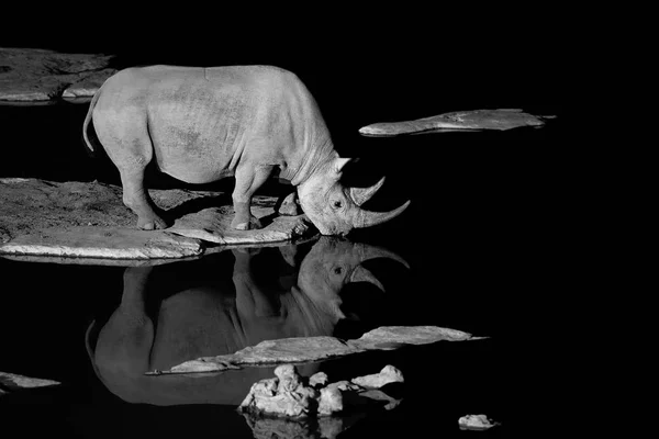 Black White Photo Black Rhinoceros Diceros Bicornis Drinking Waterhole Night — Stock Photo, Image
